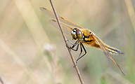 Four-spotted Chaser (male, Libellula quadrimaculata)